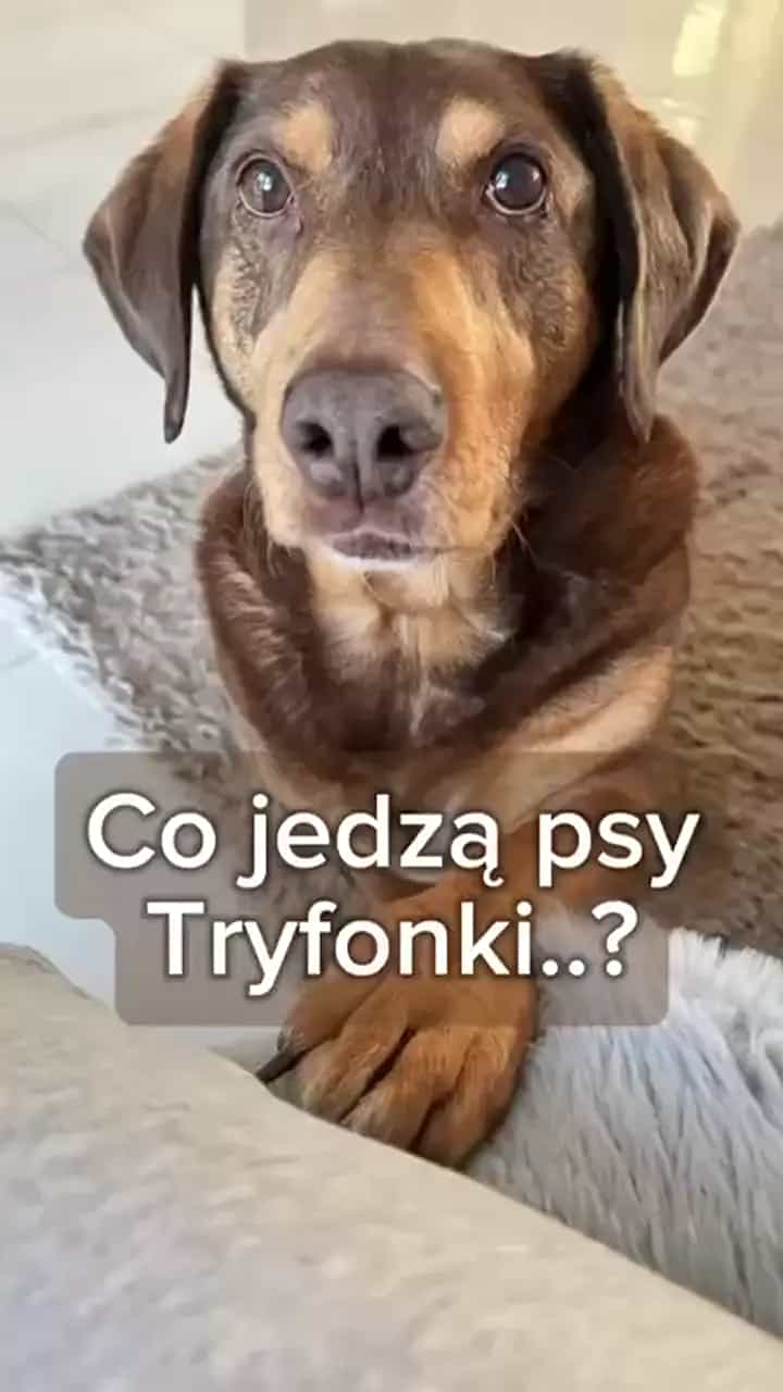 posterUrl